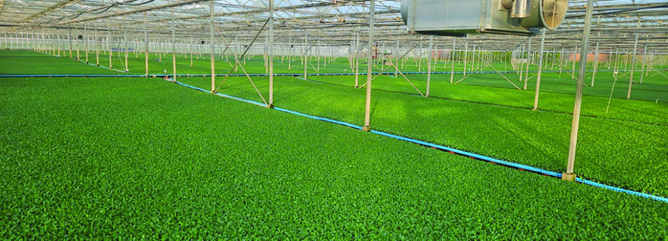 How early pest control delivers for brassicas