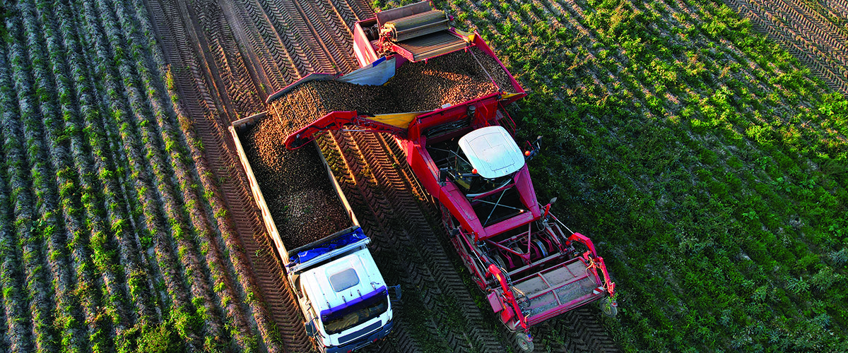 Potato ‘farm of the future’ to test regenerative agriculture