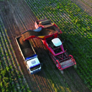 Potato ‘farm of the future’ to test regenerative agriculture