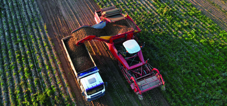 Potato ‘farm of the future’ to test regenerative agriculture