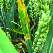 Tank mix ‘essential’ to protect wheat flag leaf