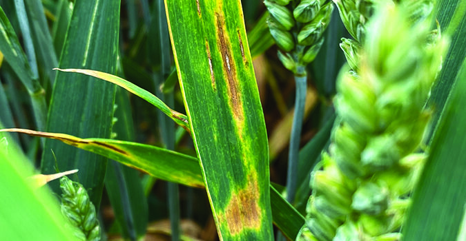 Tank mix ‘essential’ to protect wheat flag leaf