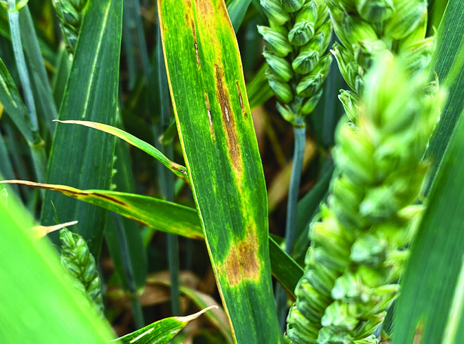 Tank mix ‘essential’ to protect wheat flag leaf
