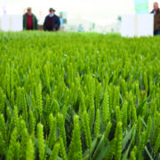 Cereals event all set to draw thousands to Clarkson’s Farm
