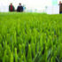 Cereals event all set to draw thousands to Clarkson’s Farm