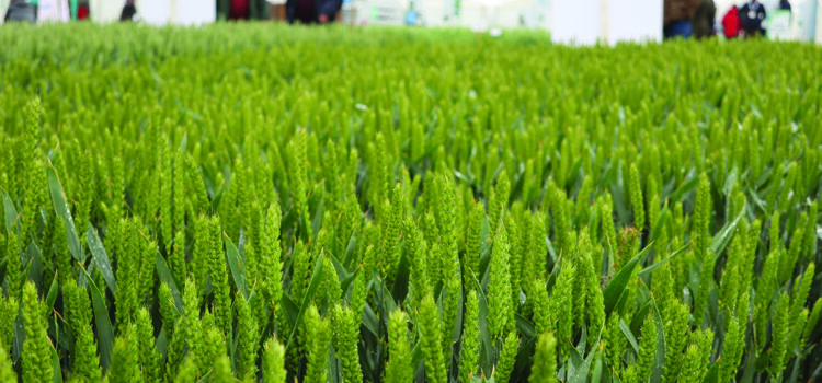 Cereals event all set to draw thousands to Clarkson’s Farm