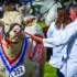 Show season highlights best of food and farming