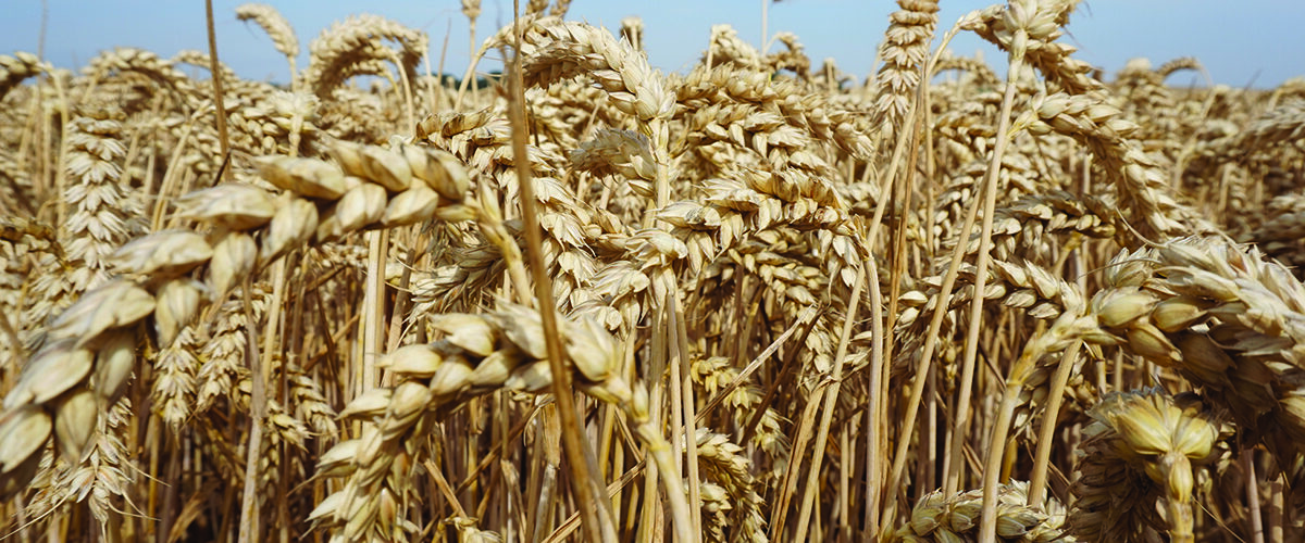 Seed breeder launches UK-wide demonstration farm network