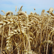 Seed breeder launches UK-wide demonstration farm network