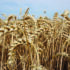 Seed breeder launches UK-wide demonstration farm network
