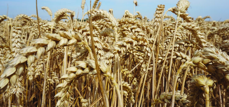 Seed breeder launches UK-wide demonstration farm network