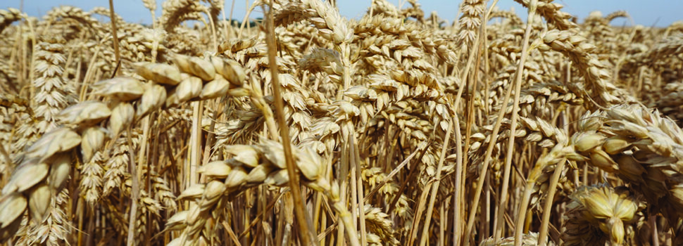 Seed breeder launches UK-wide demonstration farm network