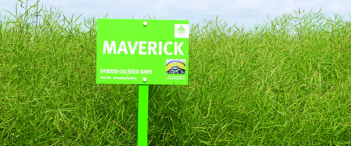 Rape variety combines vigour and disease resistance