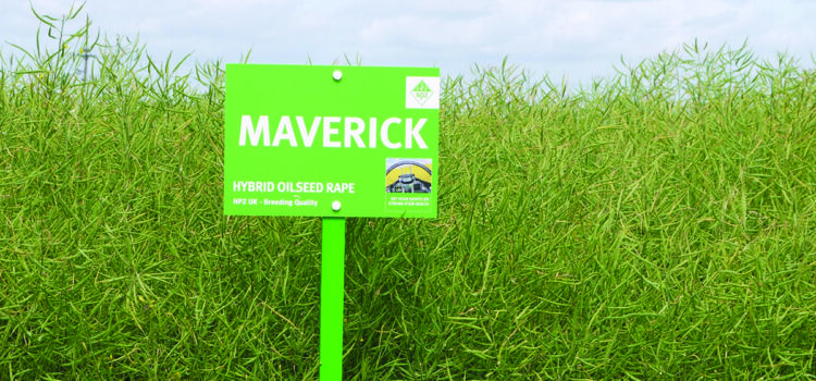 Rape variety combines vigour and disease resistance