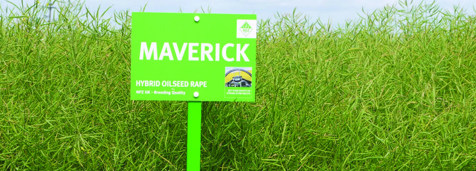Rape variety combines vigour and disease resistance