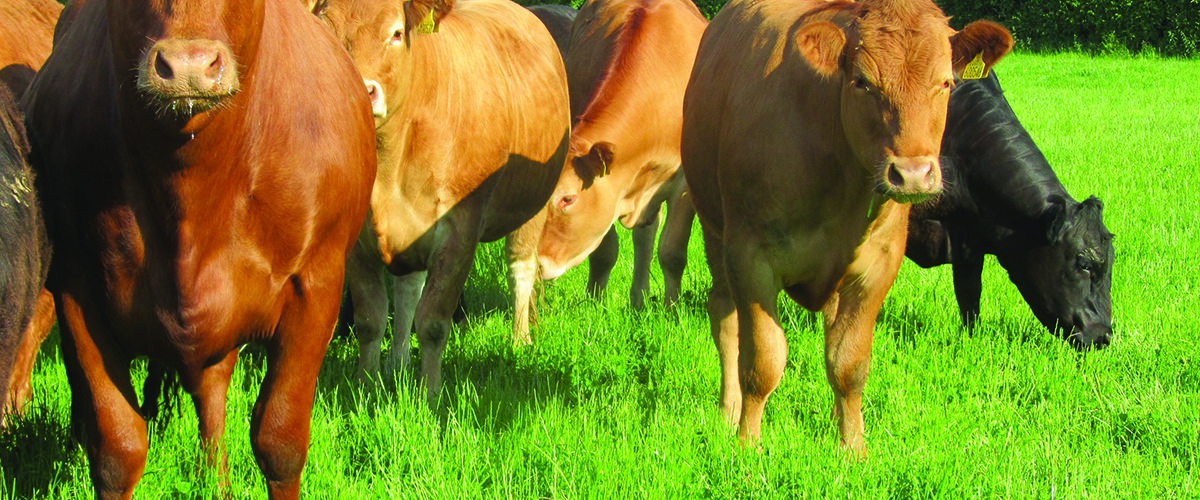 Price dip sharpens focus on hidden herd losses