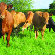 Price dip sharpens focus on hidden herd losses