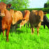 Price dip sharpens focus on hidden herd losses
