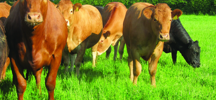 Price dip sharpens focus on hidden herd losses