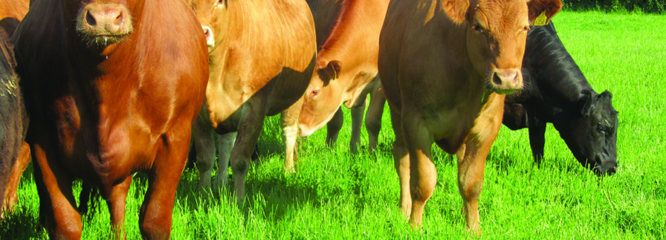 Price dip sharpens focus on hidden herd losses