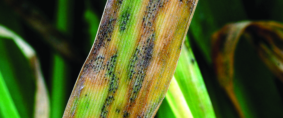Adama to unveil ‘Game-changing’ fungicide and molluscicide