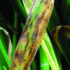 Adama to unveil ‘Game-changing’ fungicide and molluscicide