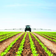 Seed choice helps get the best from  sugar beet