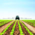Seed choice helps get the best from sugar beet