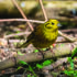 Farmland records rise in endangered bird numbers