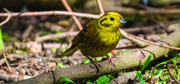 Farmland records rise in endangered bird numbers