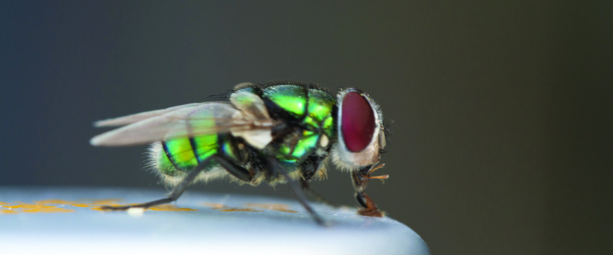 Emergency tool forecasts blowfly strike risk
