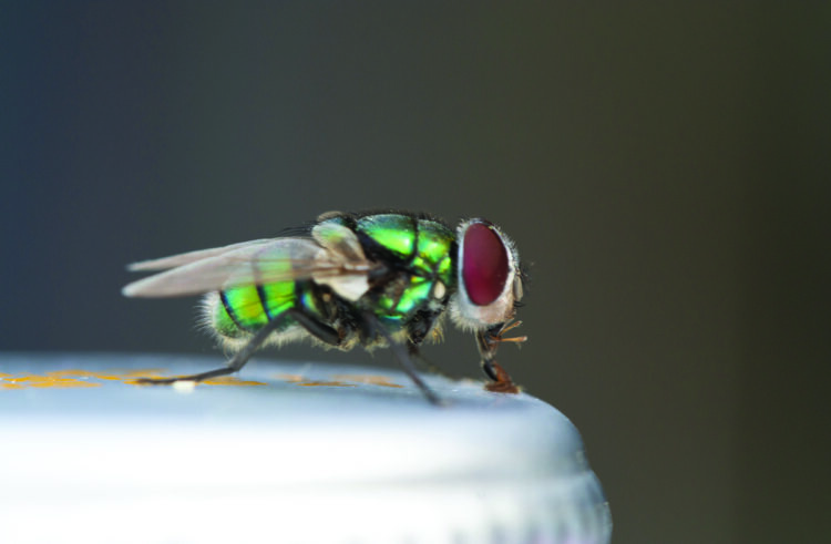Emergency tool forecasts blowfly strike risk