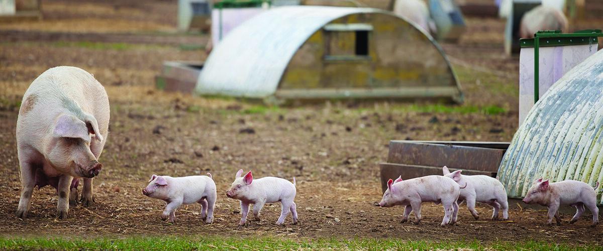 Bumper line-up confirmed for  this month’s Pig & Poultry Fair