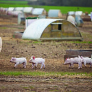 Bumper line-up confirmed for  this month’s Pig & Poultry Fair