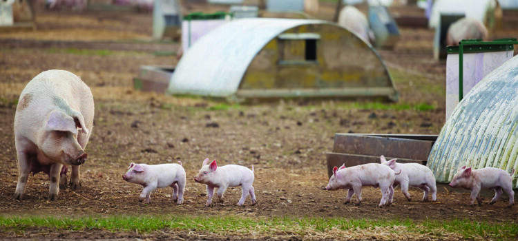 Bumper line-up confirmed for  this month’s Pig & Poultry Fair
