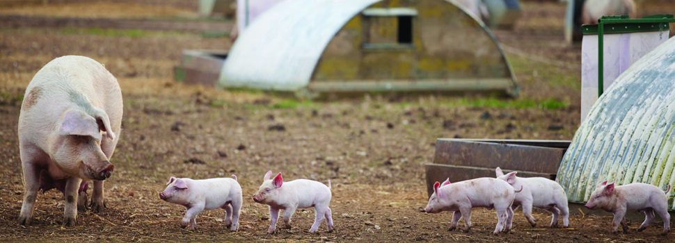 Bumper line-up confirmed for  this month’s Pig & Poultry Fair