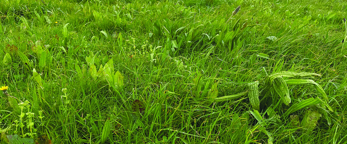 AI tool aims to transform herbal ley measurement