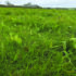 AI tool aims to transform herbal ley measurement