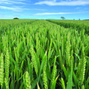 Top soft wheat tightens grip on UK market