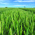 Top soft wheat tightens grip on UK market
