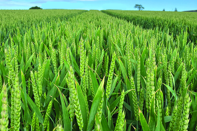 Top soft wheat tightens grip on UK market