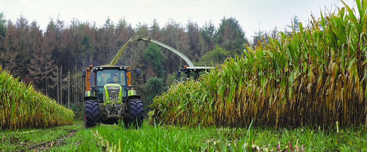How under-sowing with grass protects maize soil health