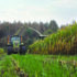 How under-sowing with grass protects maize soil health