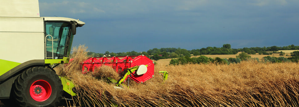 Battle over future of harvest glyphosate