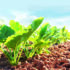 Stacked-trait varieties shape beet future