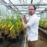 Arlington secures top-tier milling wheat status