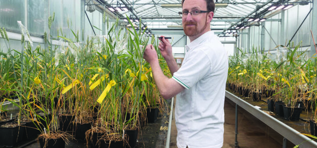 Arlington secures top-tier milling wheat status