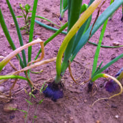 New test helps assess onion disease risk
