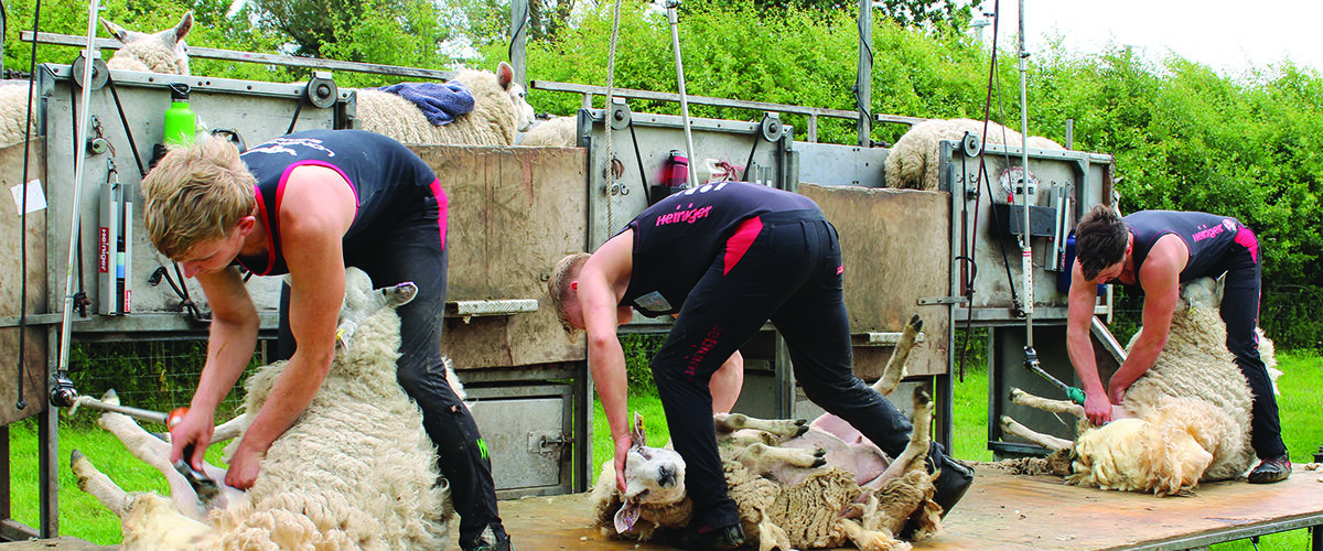 Clean cut key to maximising wool value