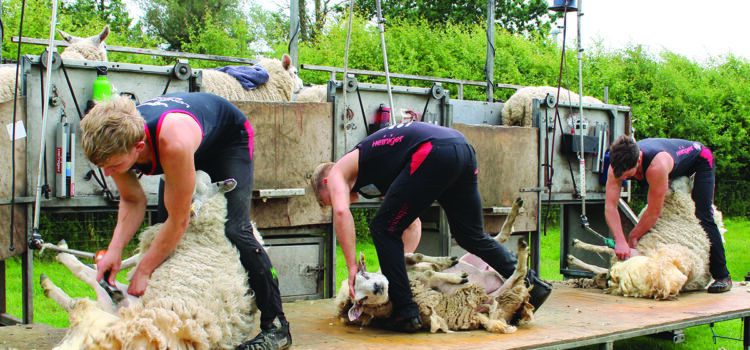 Clean cut key to maximising wool value